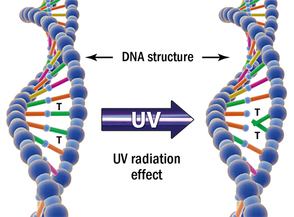UV Effect on DNA Virus