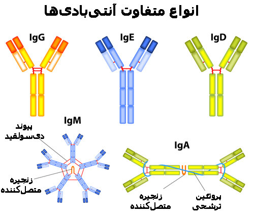 آنتی‌ بادی